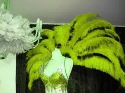 Demie Roue En Plumes Autruche Taillées