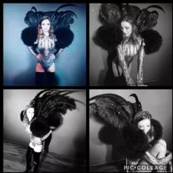 Structure Plumes Autruche Faisan